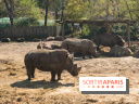 Zoo de Thoiry 2023 - Rhinocéros