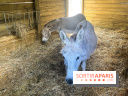 La ferme de la Villette et ses animaux