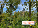 Potager du Roi