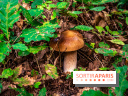 Le sentier des Maréchaux à Senlisse - Vallée de Chevreuse -  champignons