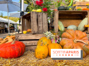 Automne au Potager du Roi - Citrouilles - Halloween