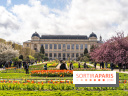 Visuel Paris 5e -  jardin des plantes - museum - printemps - cerisiers