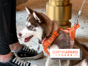 Le Doggy Brunch : le brunch gourmand entre chiens et maîtres à l'hôtel Kimpton Saint Honoré Paris