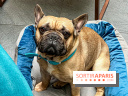 Le Doggy Brunch : le brunch gourmand entre chiens et maîtres à l'hôtel Kimpton Saint Honoré Paris