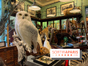 Deyrolle, l'incroyable cabinet de curiosités à Paris - nos photos