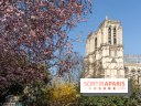 Le Square Viviani devant Notre-Dame de Paris