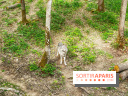 La Forêt des Loups