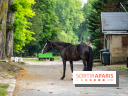 Visite guidée de l'École Mlitaire d'Équitation