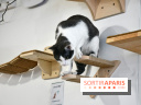 Koneko Work : le café coworking pour travailler en compagnie des chats - DSC 5262