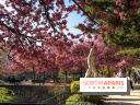 Les pommiers et cerisiers en fleurs du Jardin de Reuilly, Parc de Reuilly à Paris 12e - photos