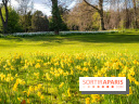 Le Parc de Bagatelle au printemps, cerisier, tulipes et jonquilles - photos - A7C00715