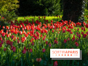 Le Parc de Bagatelle au printemps, cerisier, tulipes et jonquilles - photos