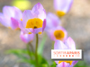 Le Parc de Bagatelle au printemps, cerisier, tulipes et jonquilles - photos