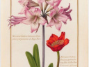 Précieux vélins au Jardin des Plantes