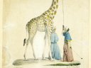 zarafa au jardin des plantes, muséum, MNHN