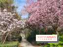 Où voir des cerisiers en fleurs à Paris et en Île-de-France : nos spots coup de cœur !