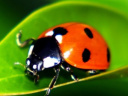 Des larves de coccinelles distribuées aux jardiniers parisiens amateurs