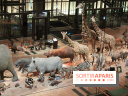 Grande Galerie de l'Evolution - savane