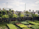 Ouverture du potager urbain Peasandlove sur le toit de l'hôtel Yoom à Beaugrenelle