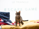 Le Triangle, l'enseigne d'escape game immersif à deux pas d'Opéra