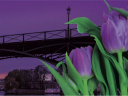 Des tulipes contre le cancer sur le Pont des Arts