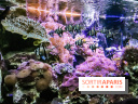 L'Aquarium de la Porte Dorée se renouvelle