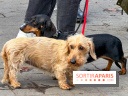 Paris Sausage Walk 2026 : la marche des teckels s'offre les Champs-Élysées pour la première fois !
