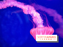 L'Aquarium de Paris ouvre son Médusarium
