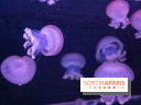 L'Aquarium de Paris ouvre son Médusarium