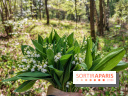 Muguet