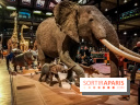 Visuels musée et monument - intérieur muséum histoire naturelle