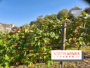Visuels Paris - Clos Montmartre - Vignes