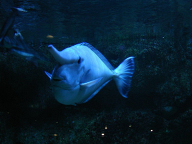 Dans le sillage des requins - Aquarium de la Porte Dorée - Paris 2010