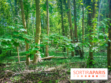 Le Hangar Y à Meudon, nos photos - forêt 