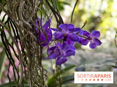 Orchidées - jardin des plantes
