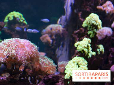 Aquarium Sea Life