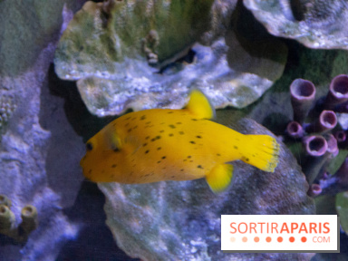 Aquarium Sea Life