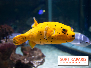 Aquarium Sea Life