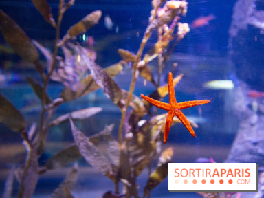 Aquarium Sea Life