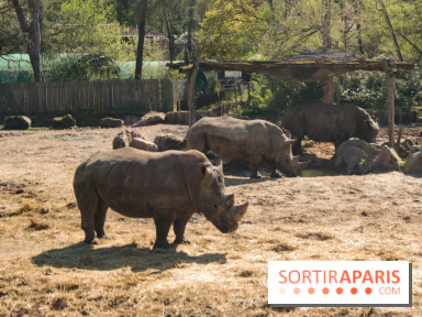 Zoo de Thoiry 2023 - Rhinocéros