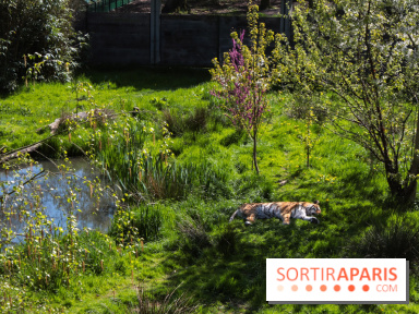 Zoo de Thoiry 2023 - Tigre