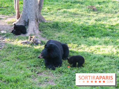 Les tanières du zoo de Thoiry 2023 - Ours