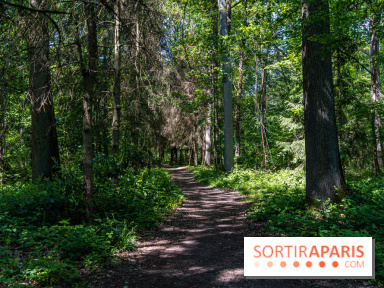 Visuel forêt