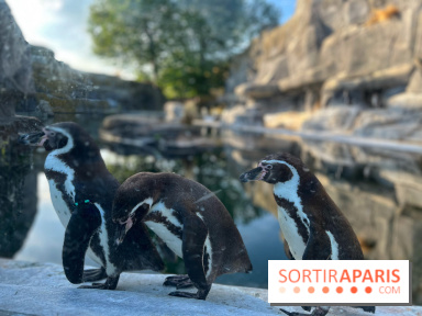 Nocturnes au Parc Zoologique de Paris - IMG 3481