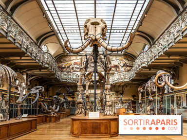 Le mammouth de Durfort restauré au Muséum national d’Histoire naturelle -  A7C7412