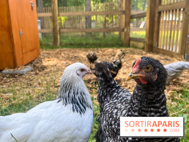La ferme de la Villette et ses animaux - image00032