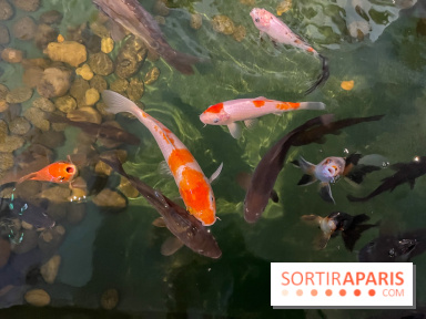 La Maison de la Pêche et de la Nature - image00031