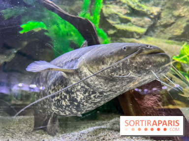 La Maison de la Pêche et de la Nature - image00019