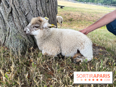 La ferme de Saint-Cyr l'Ecole - image00073