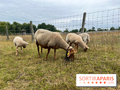 La ferme de Saint-Cyr l'Ecole - image00033